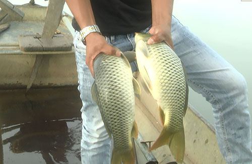 Bình Thuận: Nuôi thành công thứ cá chép giòn ăn sần sật, giá bán gấp 3 lần cá chép thường - Ảnh 1.