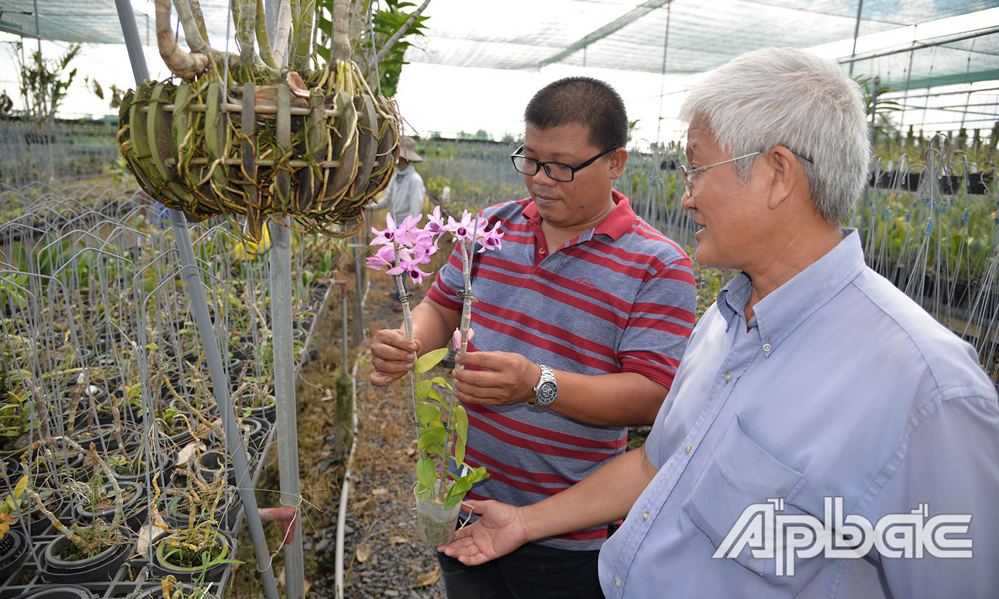 Hé lộ chuyện ông nông dân tỉnh Tiền Giang mua 1 khúc lan giả hạc đột biến 5 cánh trắng Tiểu Vy giá 600 triệu - Ảnh 4.