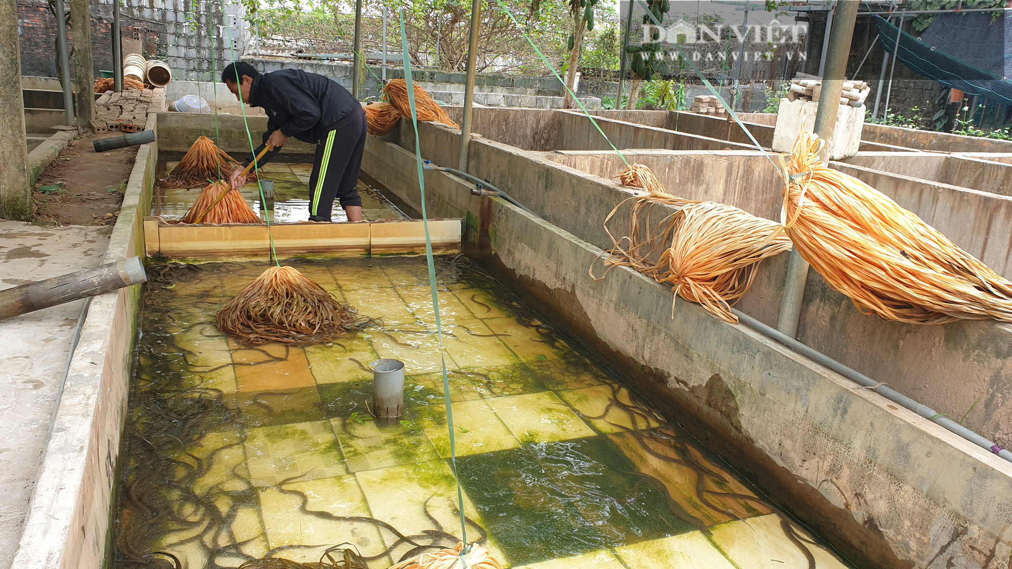 Thái Bình: Nuôi lươn dày đặc trong bể xi măng, con nào con đấy cũng to bự, 8x có thu nhập khủng - Ảnh 6.