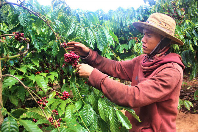 Có mặt ở hơn 80 quốc gia nhưng cà phê Việt Nam chủ yếu xuất thô - Ảnh 1.
