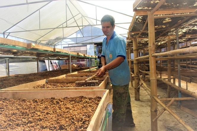 Có mặt ở hơn 80 quốc gia nhưng cà phê Việt Nam chủ yếu xuất thô - Ảnh 2.