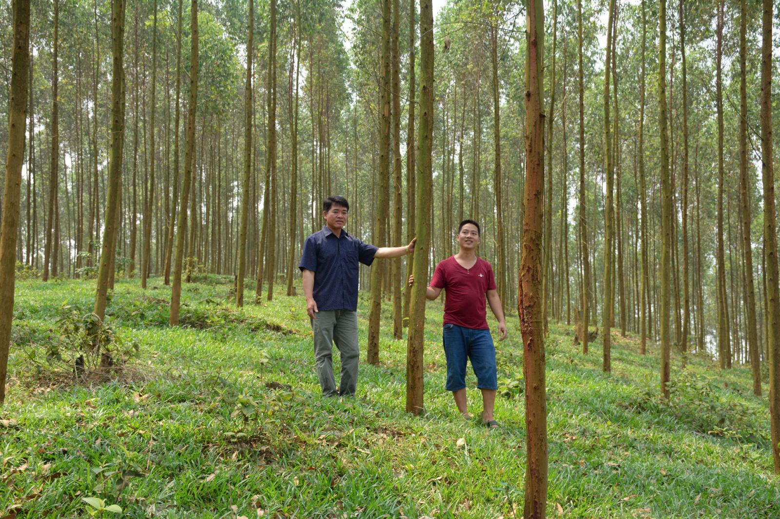 Trực tiếp: Tọa đàm trực tuyến &quot;Nâng cao chuỗi giá trị rừng nguyên liệu&quot; - Ảnh 7.