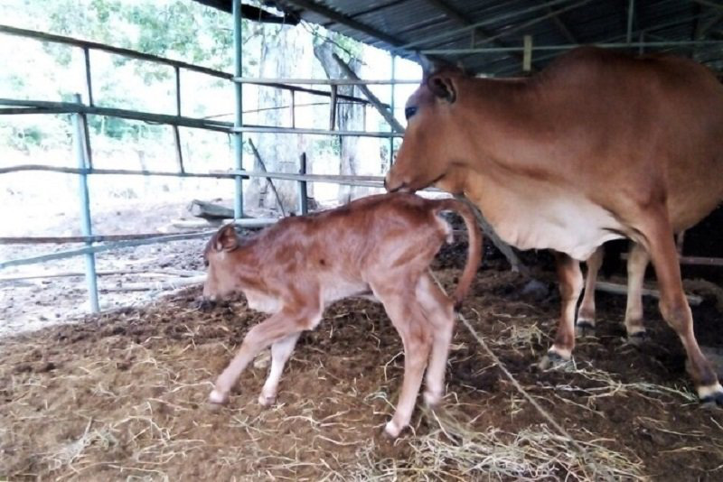 Ninh Thuận: Lần đầu tiên bò tót sinh con nặng khoảng 20kg - Ảnh 1.