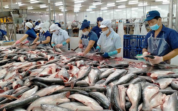 Vì sao Hiệp hội chế biến và xuất khẩu thủy sản VN khuyến cáo tránh nôn nóng bán cá tra giá thấp sang Trung Quốc? - Ảnh 1.