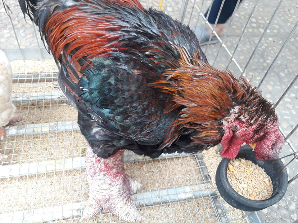 Hưng Yên mang loại gà nuôi 1 năm mới được bán, có đôi chân gồ ghề như gốc cây đến hội chợ AgroViet - Ảnh 2.
