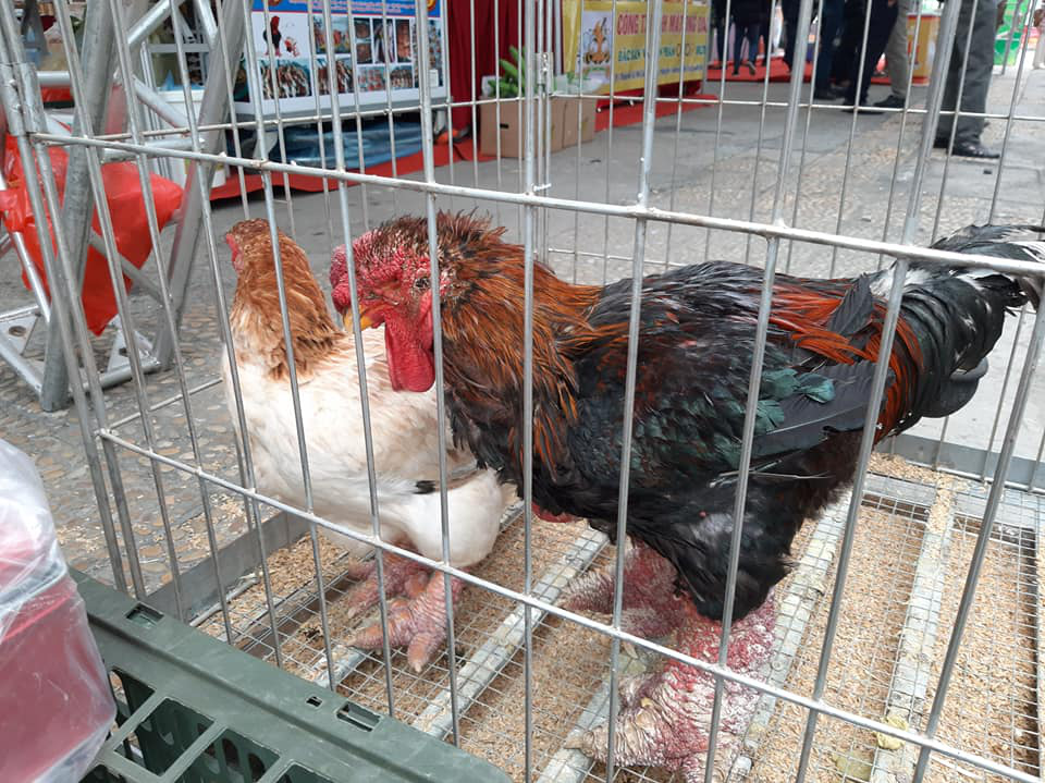 Hưng Yên mang loại gà nuôi 1 năm mới được bán, có đôi chân gồ ghề như gốc cây đến hội chợ AgroViet - Ảnh 1.