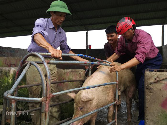 Giá lợn hơi hôm nay (3/12): Một số tỉnh miền Bắc có giá thấp nhất cả nước - Ảnh 1.