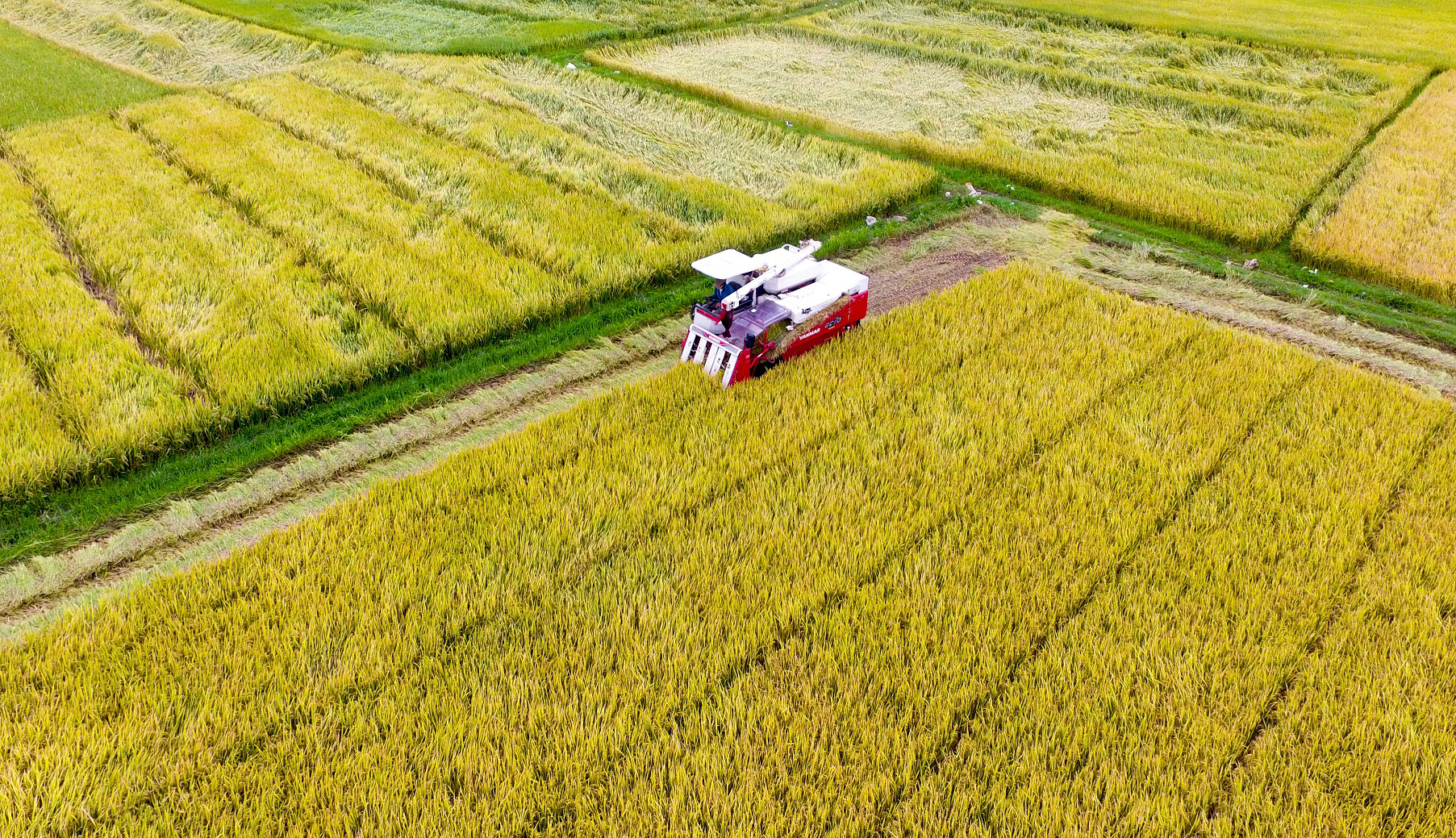 Bình Định: Địa phương thứ 4 đủ điều kiện trình Thủ tướng công nhận đạt chuẩn nông thôn mới, là huyện nào? - Ảnh 1.