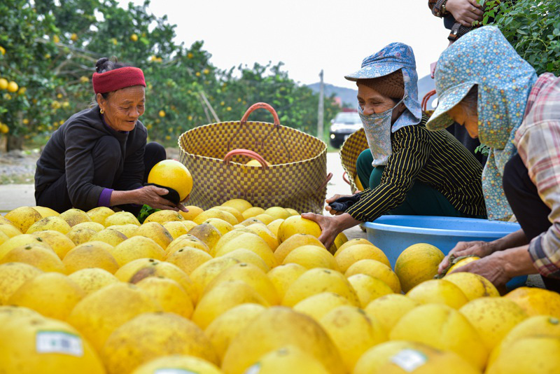 Thanh Hóa: Anh nông dân thu 5 tỷ đồng mỗi năm nhờ 3.000 gốc bưởi Diễn - Ảnh 5.