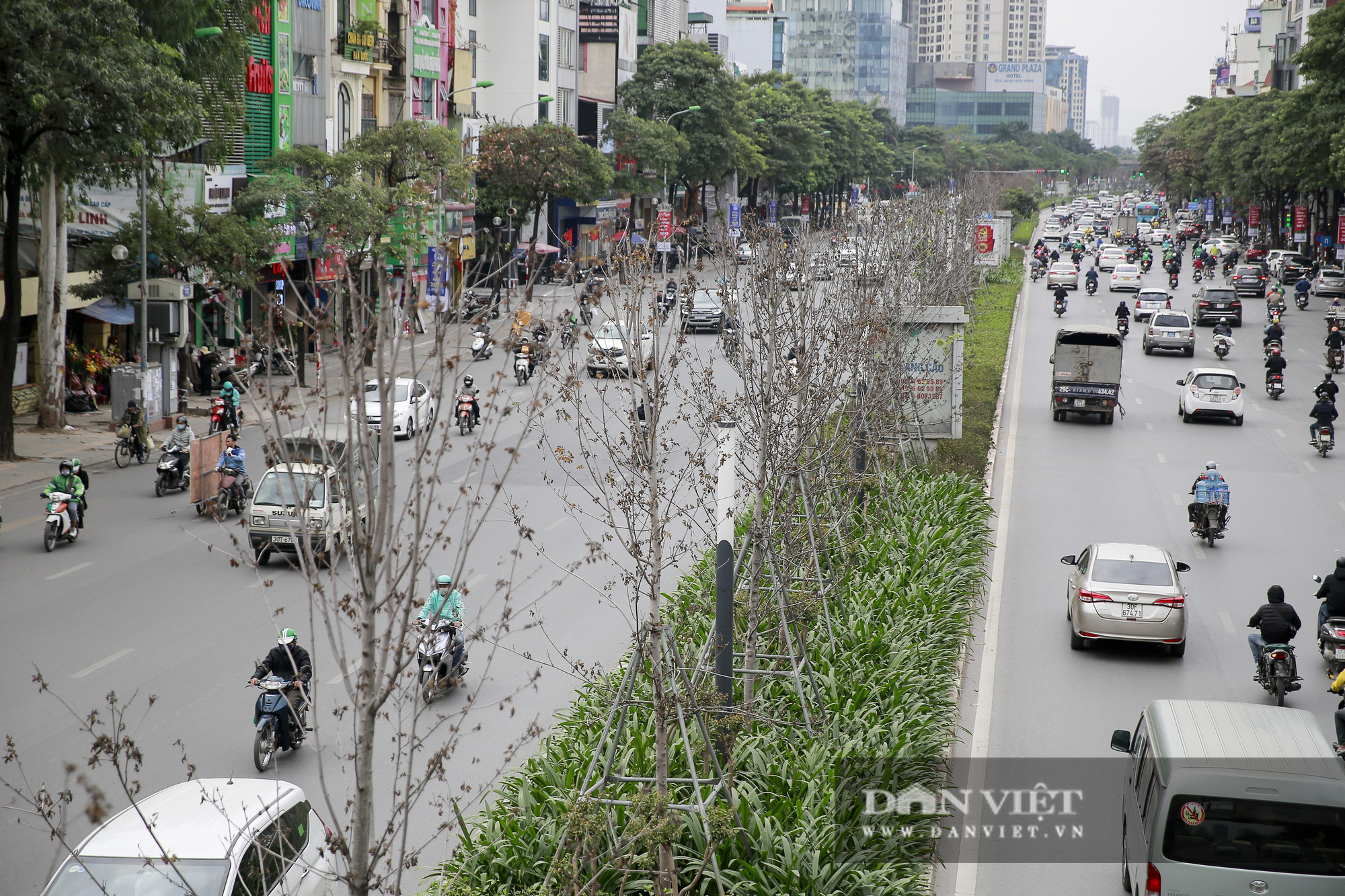 Xót xa nhìn hàng cây phong lá đỏ chết khô trên đường phố Hà Nội - Ảnh 1.