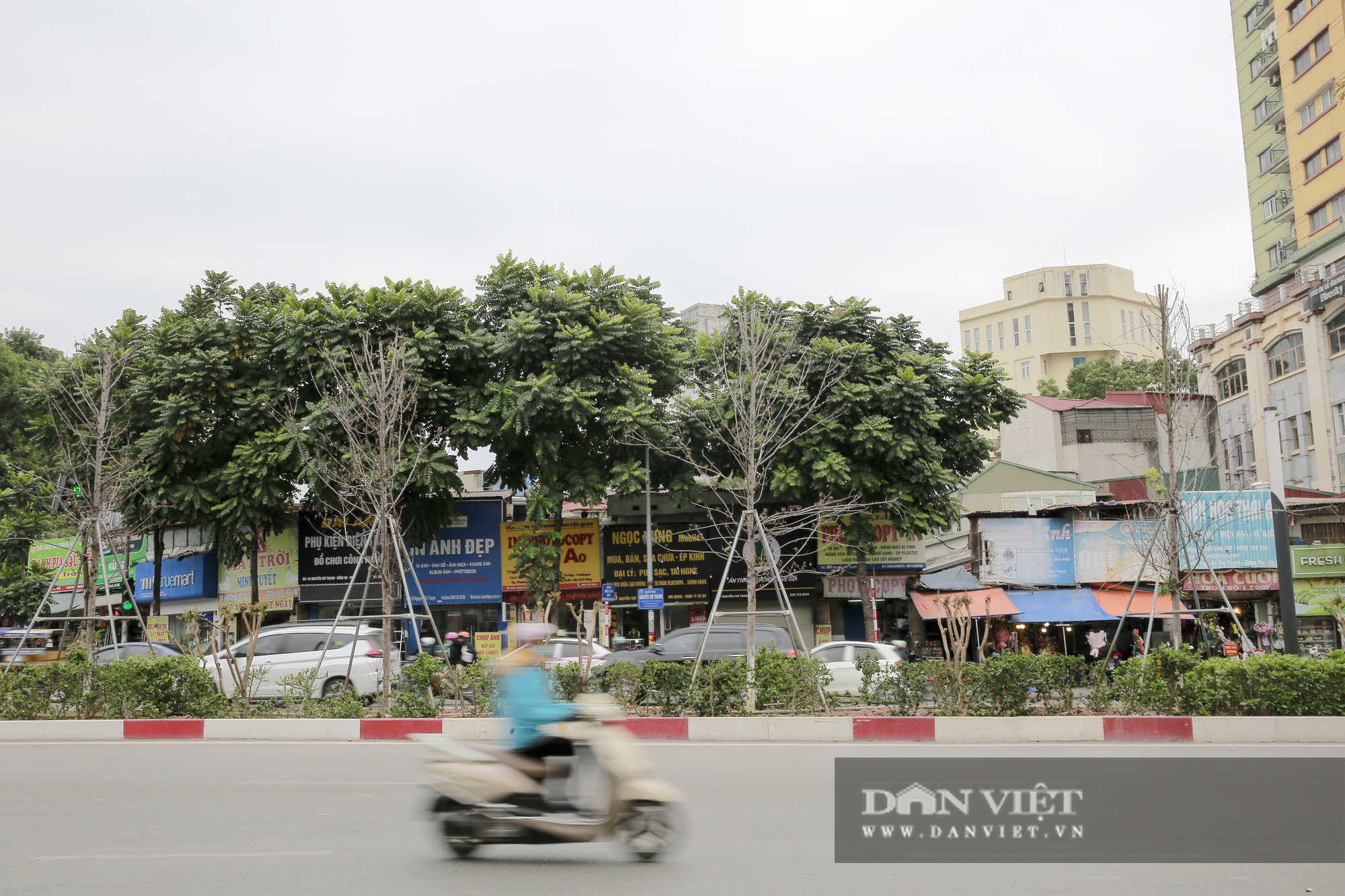 Xót xa nhìn hàng cây phong lá đỏ chết khô trên đường phố Hà Nội - Ảnh 12.