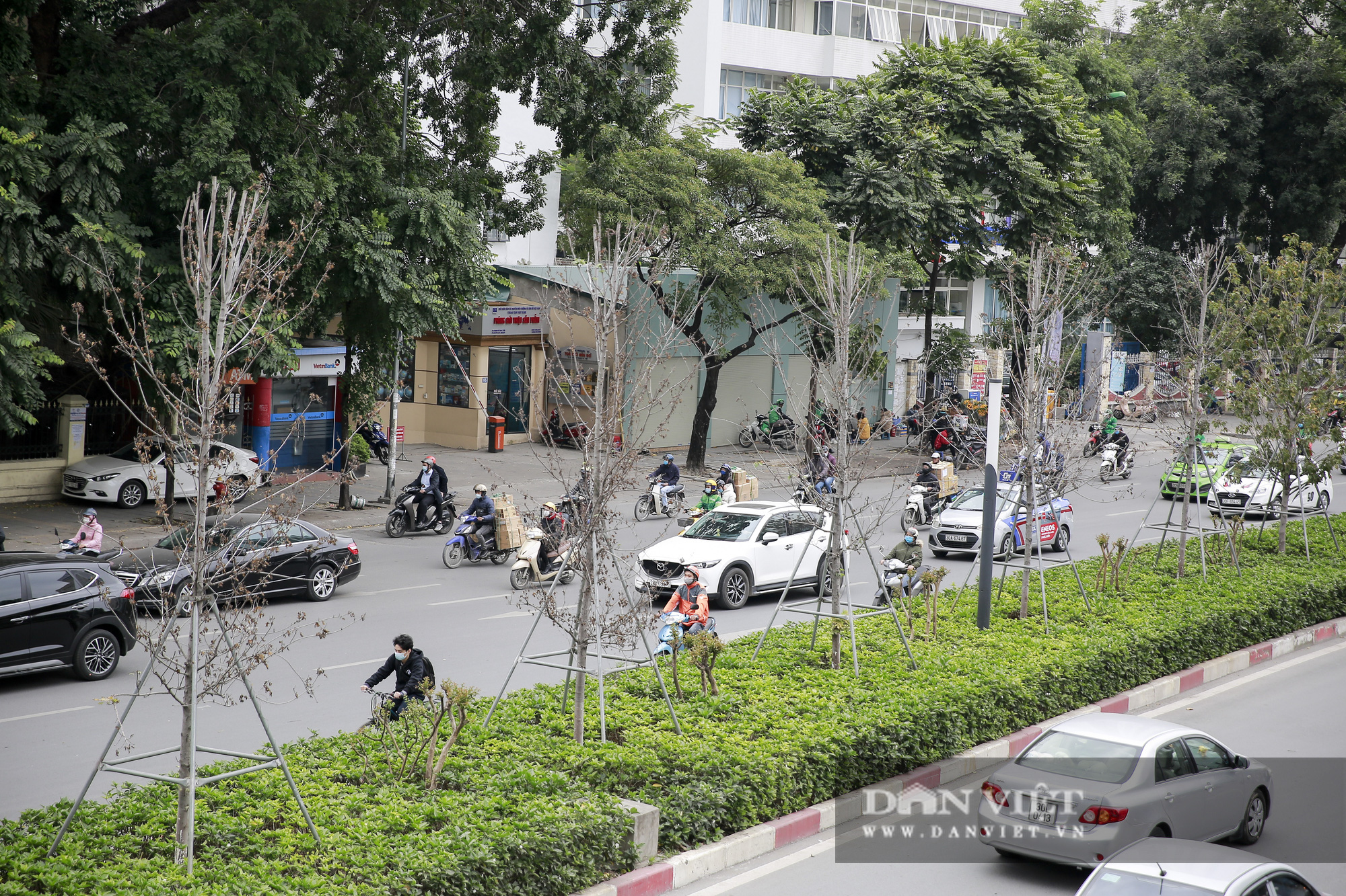 Xót xa nhìn hàng cây phong lá đỏ chết khô trên đường phố Hà Nội - Ảnh 4.