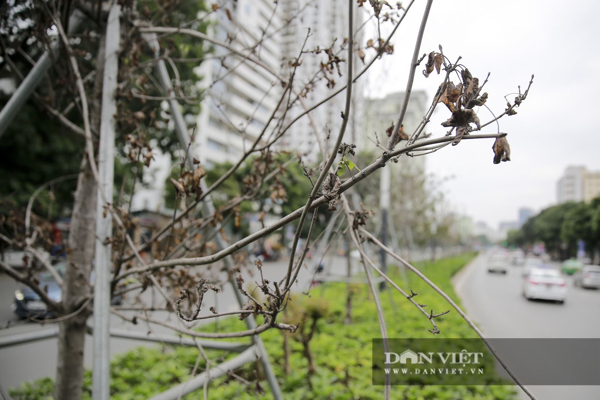 Xót xa nhìn hàng cây phong lá đỏ chết khô trên đường phố Hà Nội - Ảnh 9.