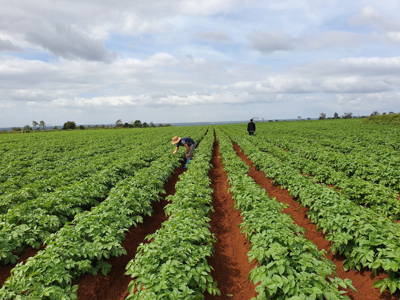 PepsiCo Việt Nam mở rộng vùng trồng khoai tây, cùng nông dân nâng cao chất lượng nông nghiệp - Ảnh 1.