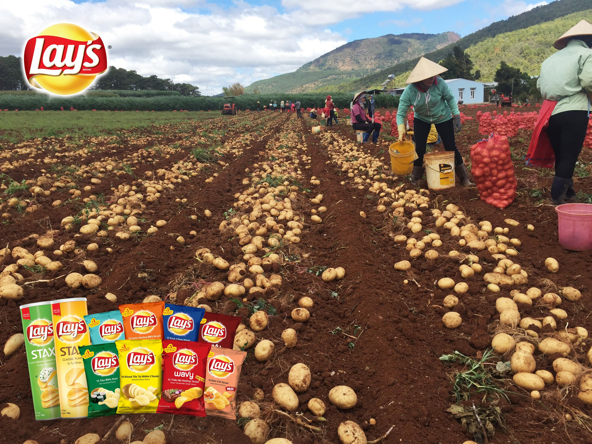 PepsiCo Việt Nam mở rộng vùng trồng khoai tây, cùng nông dân nâng cao chất lượng nông nghiệp - Ảnh 3.