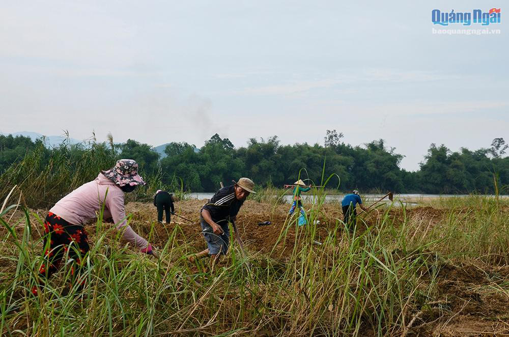 Quảng Ngãi: Cả làng vác cuốc đi đào con vật lắm lông, lắm chân lại nhiều ngấn bán qua loa cũng được 250 nghìn/kg - Ảnh 3.