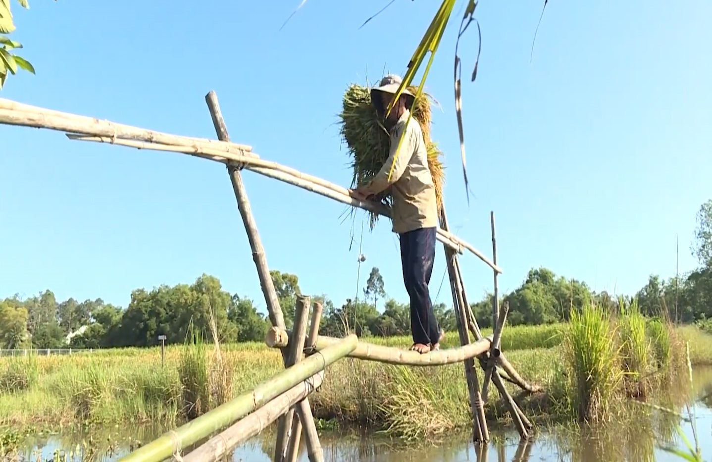 Lúa mùa, nét đẹp văn hóa nông nghiệp Nam bộ - Ảnh 5.