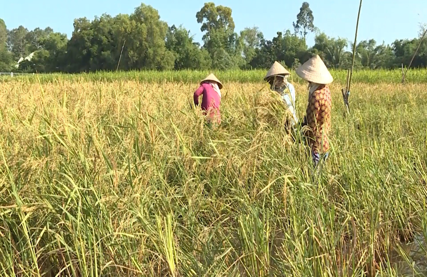 Lúa mùa, nét đẹp văn hóa nông nghiệp Nam bộ - Ảnh 3.