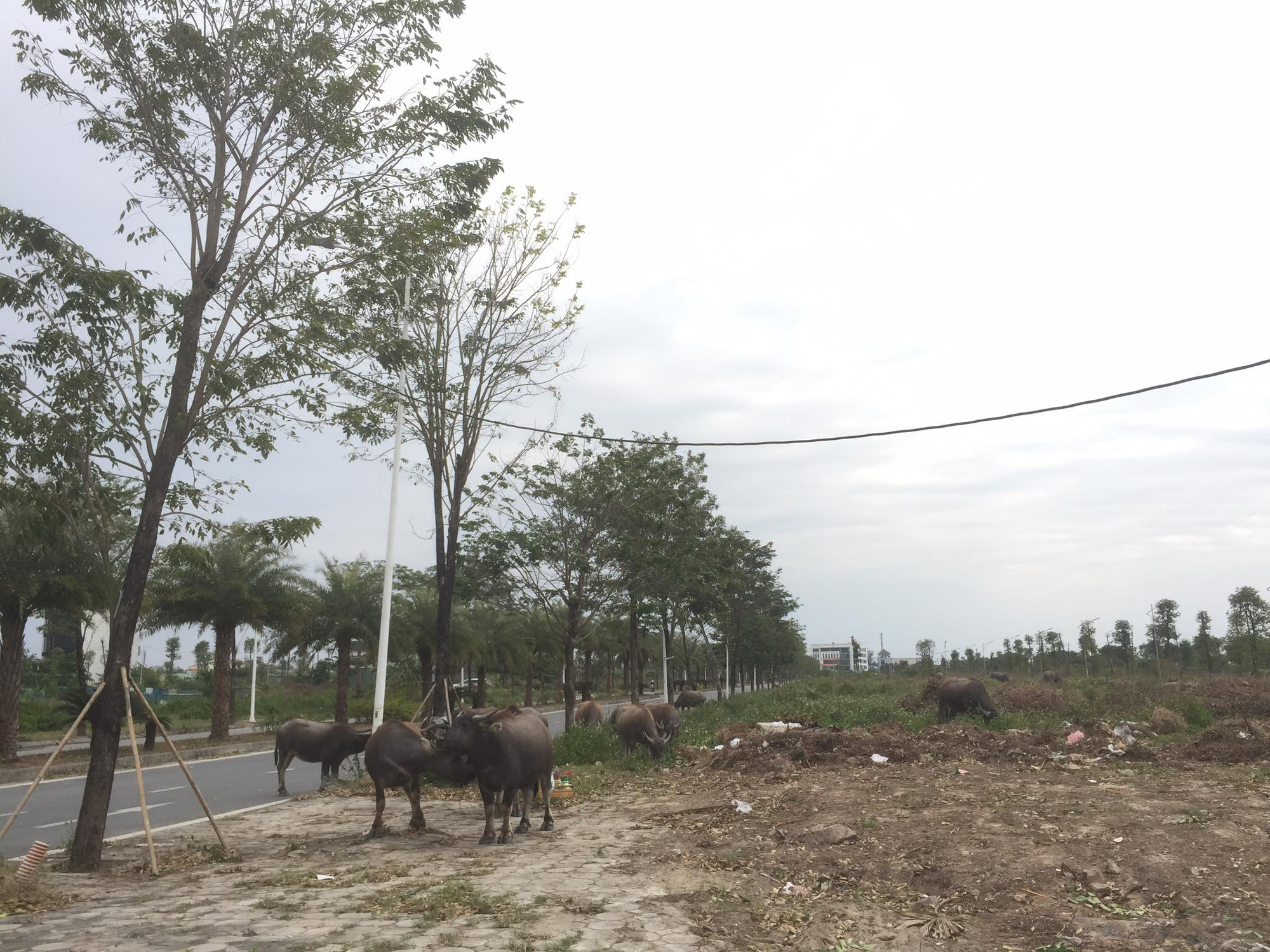 Dân kêu trời vì bỏ tiền tỷ mua đất ở Khu đô thị Thanh Hà nhưng chưa được xây nhà - Ảnh 3.