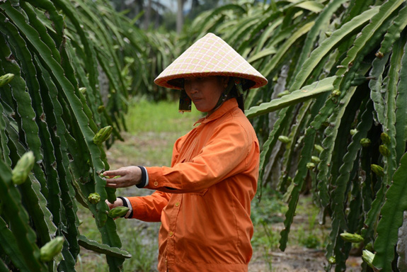 Bài 3: Để bảo hiểm trở thành “người bạn” cho nông dân - Ảnh 5.