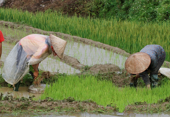 Bài 3: Để bảo hiểm trở thành “người bạn” cho nông dân - Ảnh 4.