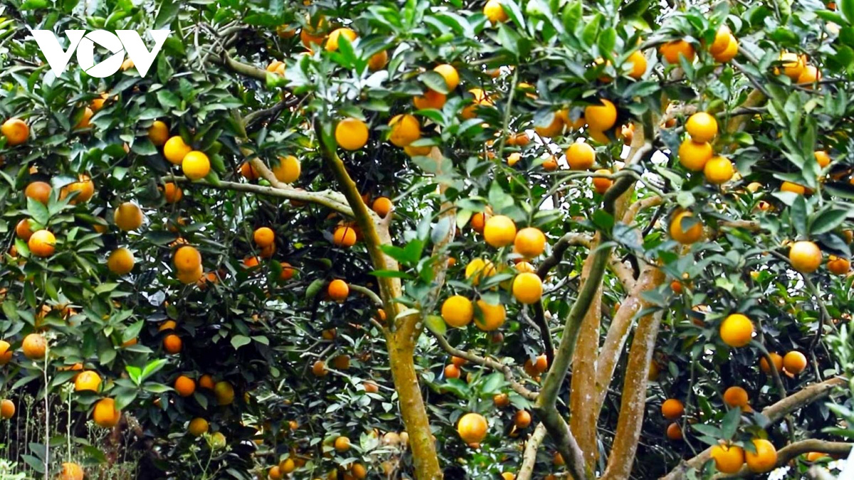 Nhà vườn Văn Chấn lại “khóc dở, mếu dở&quot; trước mùa cam trĩu quả - Ảnh 2.