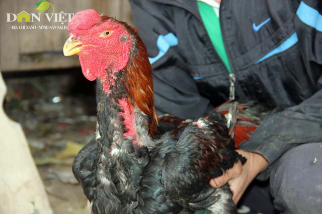 Bắc Ninh: Công ty nào được giao chọn tạo, nuôi giữ 3.000 con gà Hồ tiến vua? - Ảnh 1.