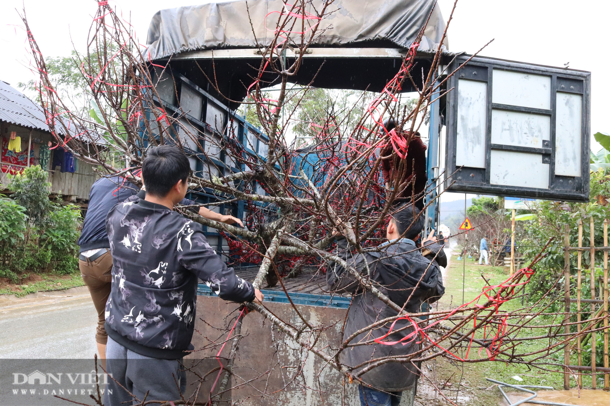  Sơn La: Cơ quan chức năng nói gì về chỉ đạo của Thủ tướng về cấm chặt đào rừng - Ảnh 6.