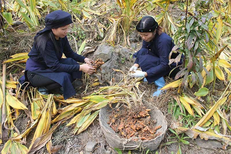 Cực phẩm nghệ organic của Bắc Kạn &quot;đi tây&quot; - Ảnh 2.