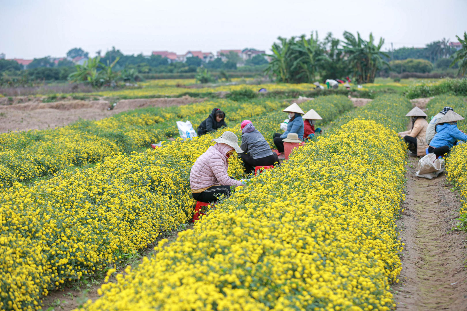 Đầu năm, vào thăm &quot;thủ phủ&quot; cúc tiến Vua miền Bắc vàng óng vàng ả vào mùa thu hoạch - Ảnh 4.