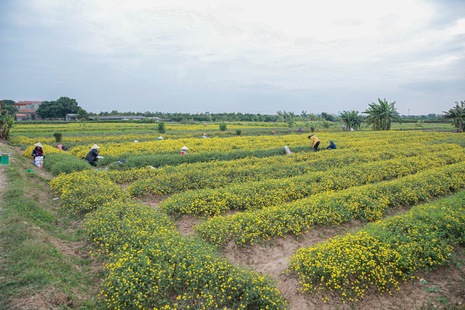 Đầu năm, vào thăm &quot;thủ phủ&quot; cúc tiến Vua miền Bắc vàng óng vàng ả vào mùa thu hoạch - Ảnh 2.