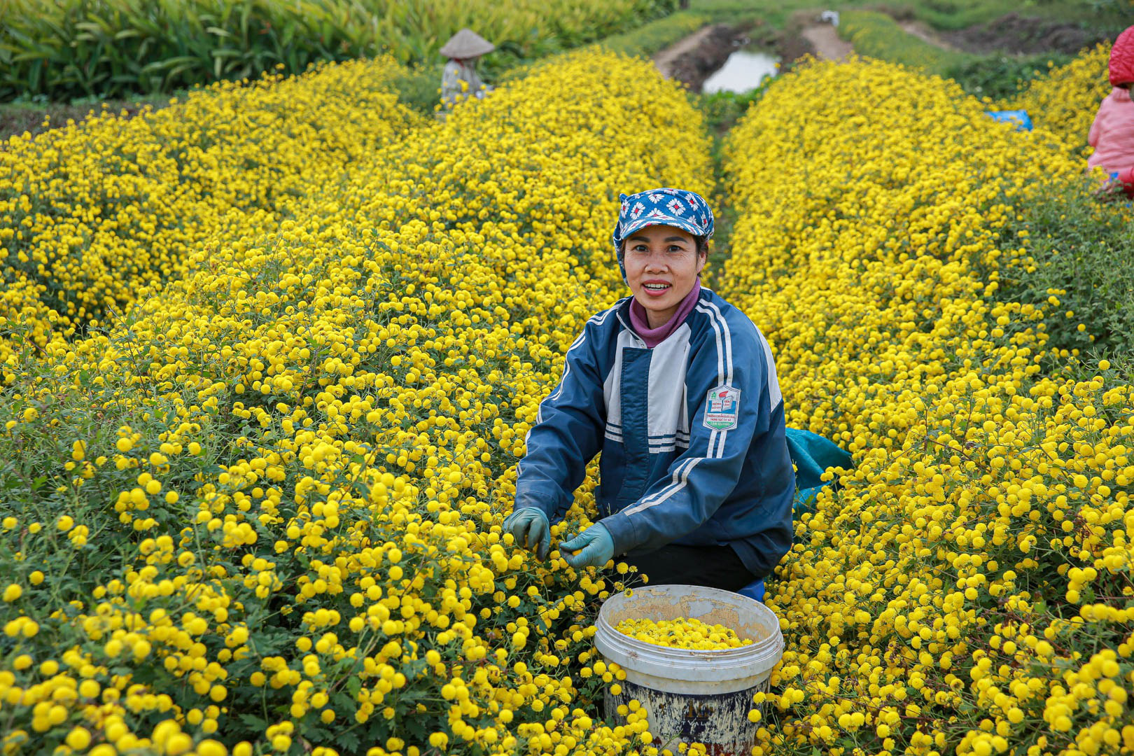 Đầu năm, vào thăm &quot;thủ phủ&quot; cúc tiến Vua miền Bắc vàng óng vàng ả vào mùa thu hoạch - Ảnh 1.