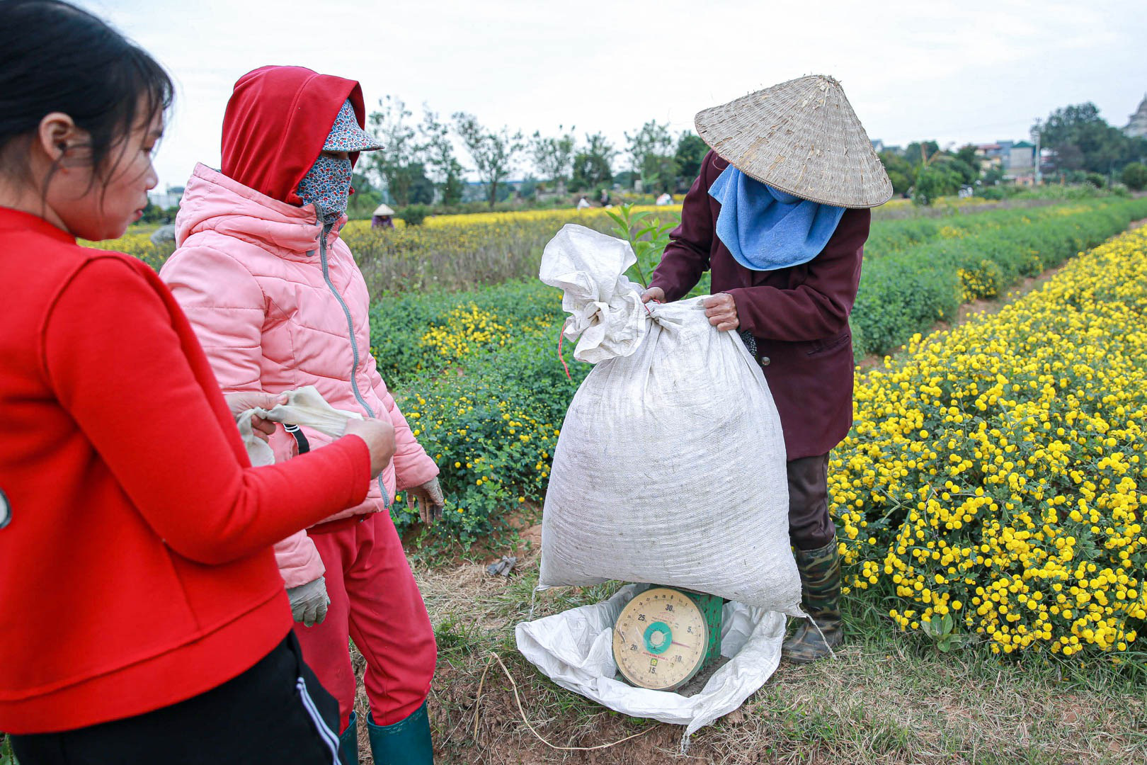 Đầu năm, vào thăm &quot;thủ phủ&quot; cúc tiến Vua miền Bắc vàng óng vàng ả vào mùa thu hoạch - Ảnh 11.