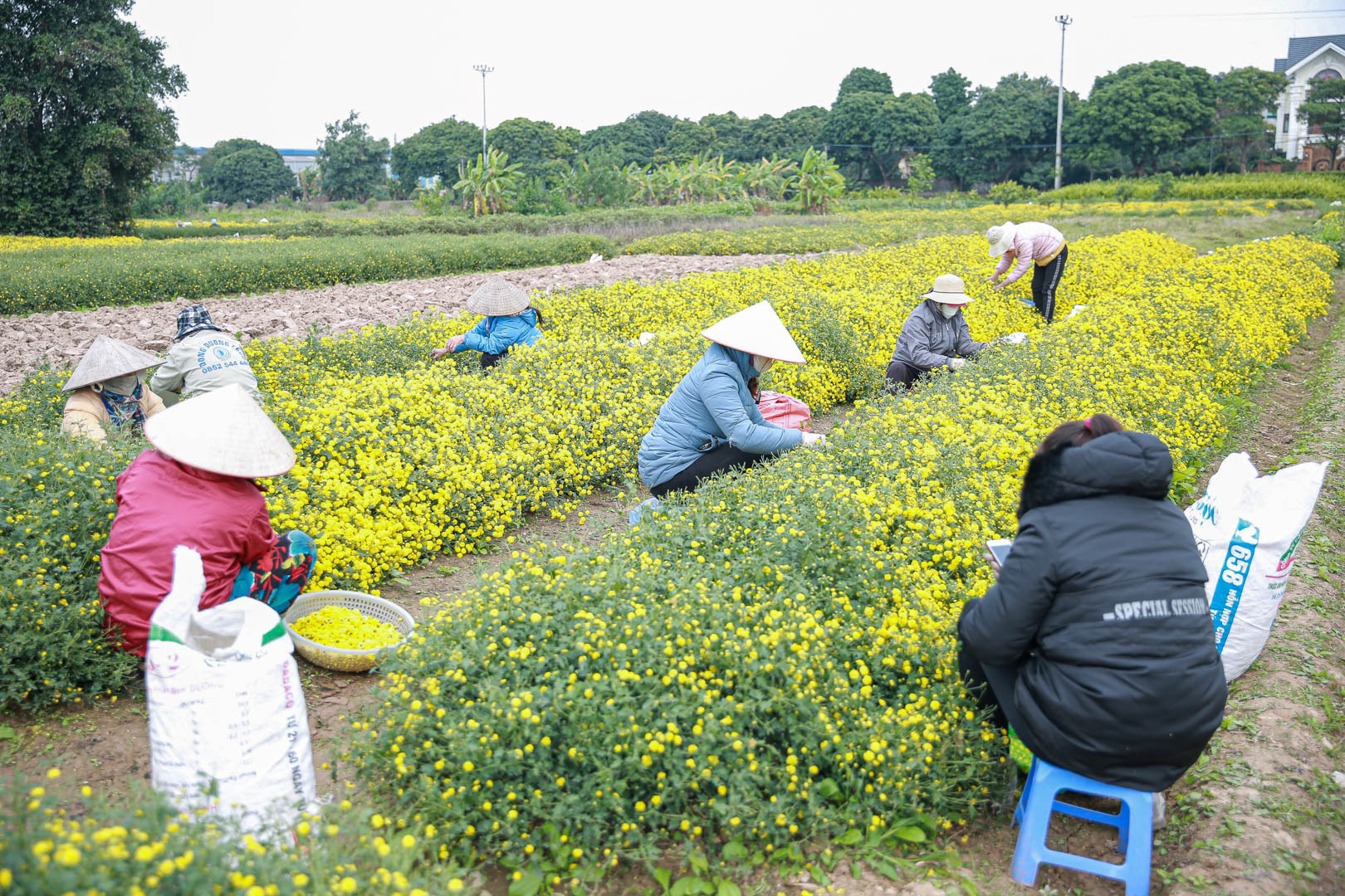 Đầu năm, vào thăm &quot;thủ phủ&quot; cúc tiến Vua miền Bắc vàng óng vàng ả vào mùa thu hoạch - Ảnh 10.