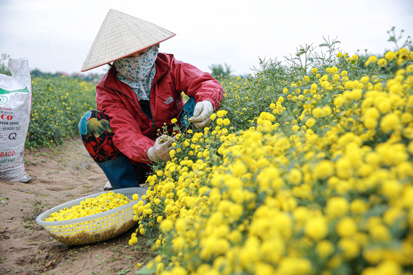 Đầu năm, vào thăm &quot;thủ phủ&quot; cúc tiến Vua miền Bắc vàng óng vàng ả vào mùa thu hoạch - Ảnh 9.