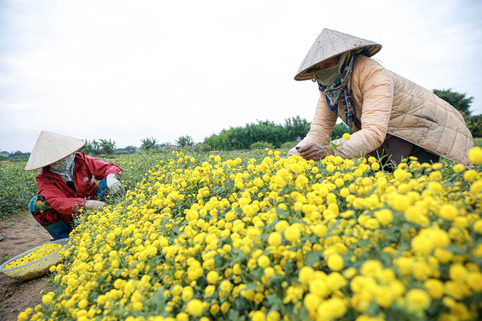 Đầu năm, vào thăm &quot;thủ phủ&quot; cúc tiến Vua miền Bắc vàng óng vàng ả vào mùa thu hoạch - Ảnh 5.