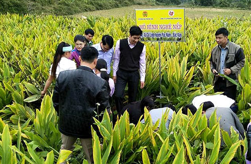 Cực phẩm nghệ organic của Bắc Kạn &quot;đi tây&quot; - Ảnh 3.