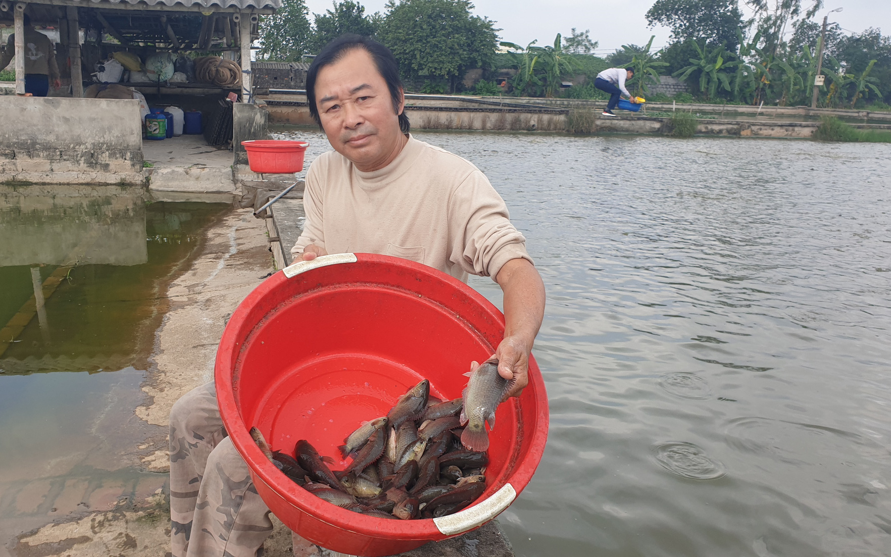 Thái Bình: Tròn mắt trước ao nuôi cá rô đồng đặc sản, bắt bán cả trăm tấn/năm, ông nông dân này giàu sụ  