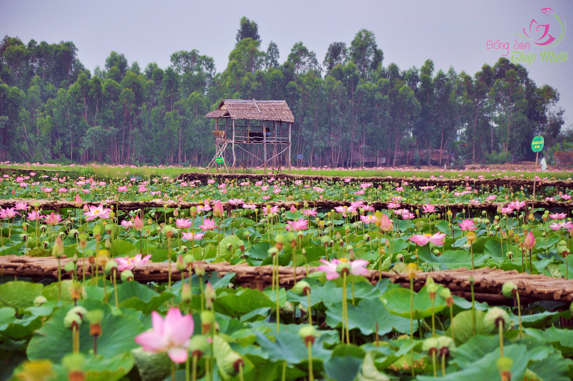 Ở Cao Lãnh Đồng Tháp có gì ngon? Đây là top 5 ngon nhất, bạn đã được thử hết? - Ảnh 10.