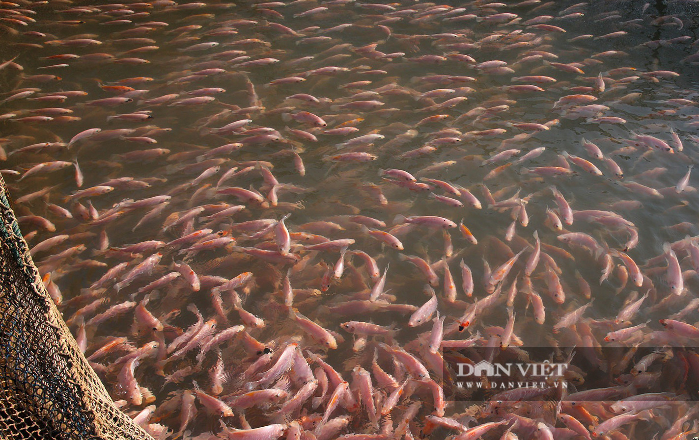 Dân nuôi cá trên sông Đà hút cát để cứu cá do nước sông cạn - Ảnh 10.