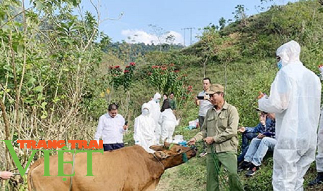 Sơn La: Tiêu hủy khoảng 64 con bò bị bệnh viêm da nổi cục  - Ảnh 1.