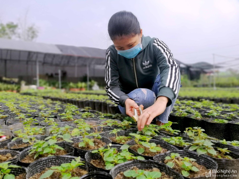 Giá giống tăng cao đột biến, người trồng hoa Nghệ An gặp khó vụ Tết - Ảnh 4.