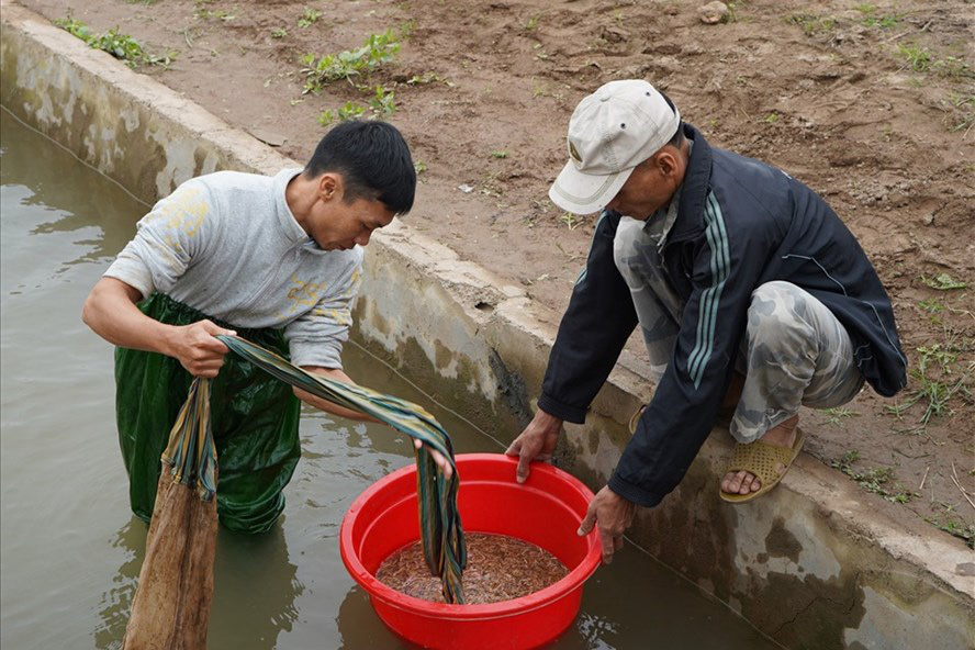 Hải Phòng: Mất mùa, giá bán con đặc sản ví như &quot;lộc trời ban&quot; này tăng chóng mặt, thương lái tiết lộ điều gì? - Ảnh 1.