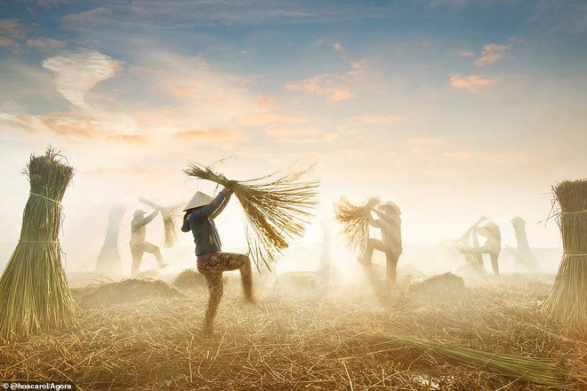 Bức ảnh thu hoạch cói dệt chiếu tại Việt Nam vào top ảnh tốt nhất năm 2020 - Ảnh 1.