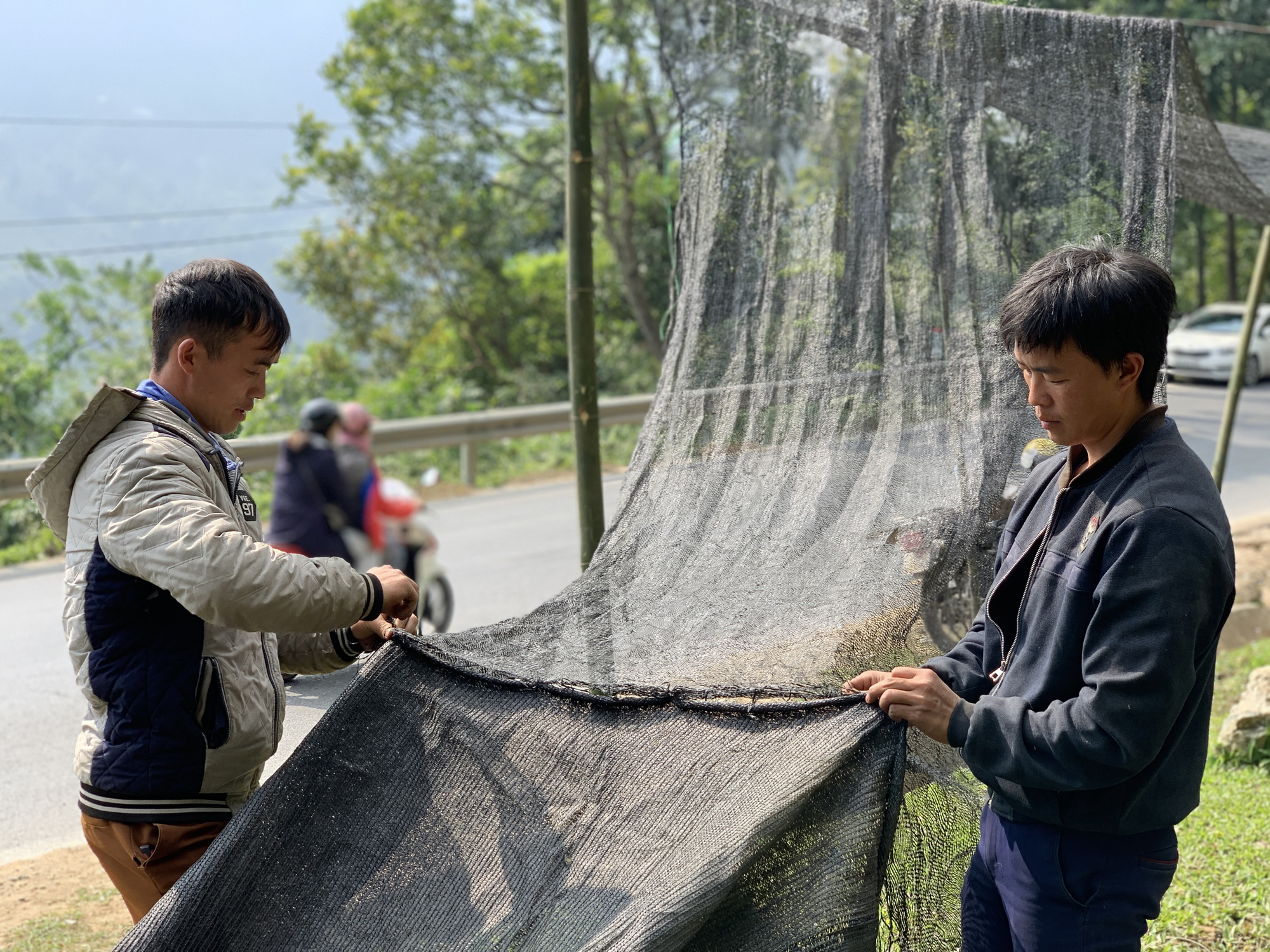 Lào Cai: Nông dân Sa Pa mặc áo cộc tay gấp rút đưa loài hoa lan quý trần mộng đi tránh rét ở đâu? - Ảnh 1.