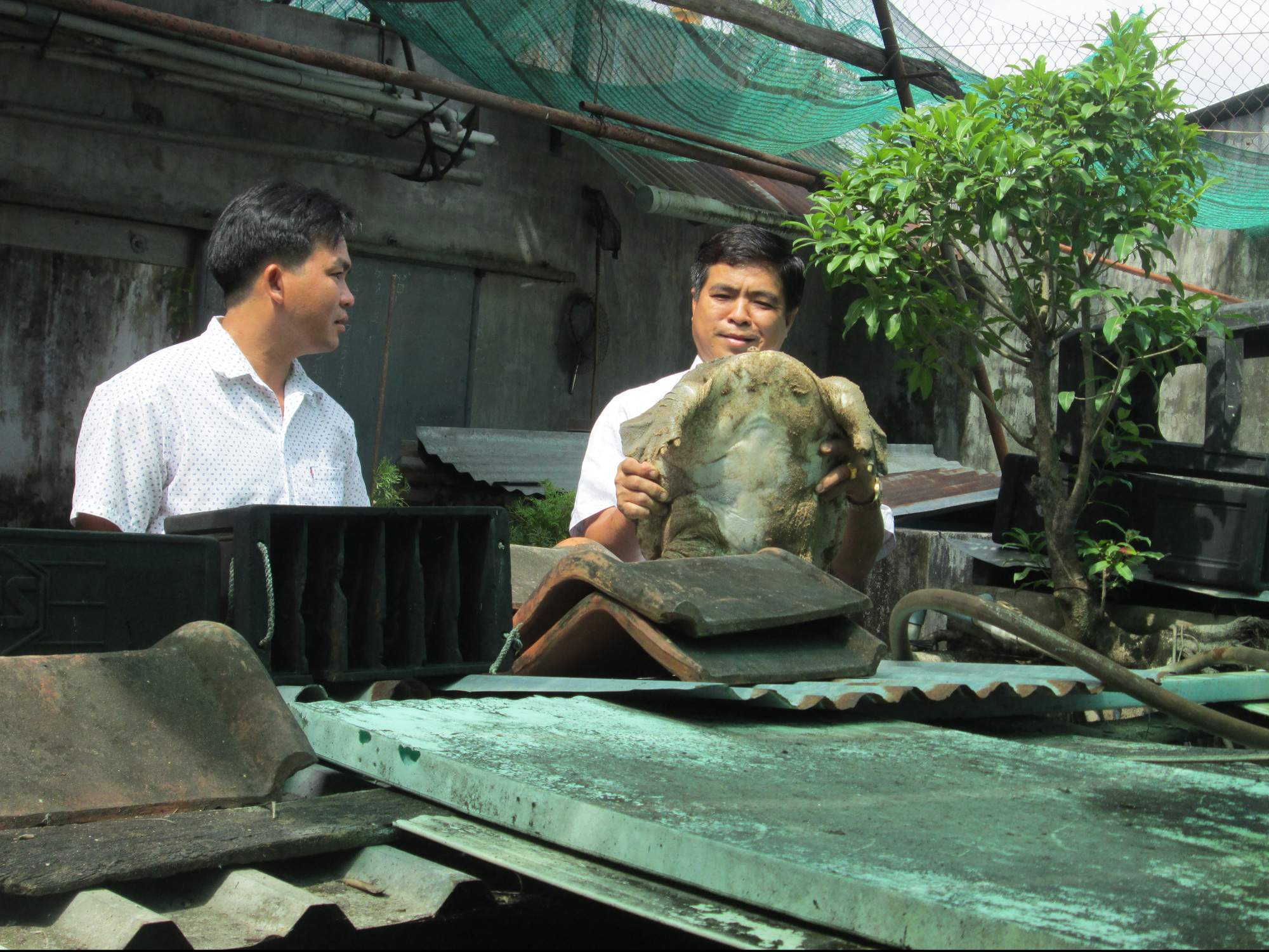 Kiên Giang: Một ông nông dân nuôi cả trăm con cua đinh hình thù kỳ dị, nhiều con to nặng 10 ký, bán đắt tiền - Ảnh 1.