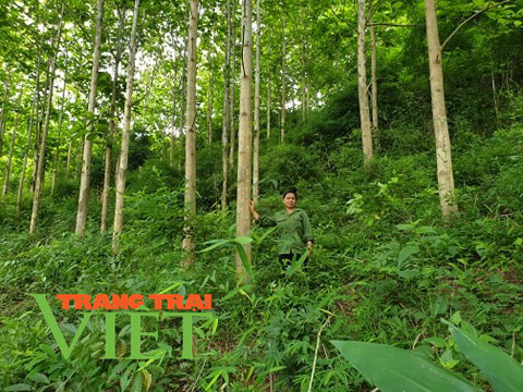 Huyện Nậm Pồ tăng cường quản lý, bảo vệ rừng - Ảnh 5.