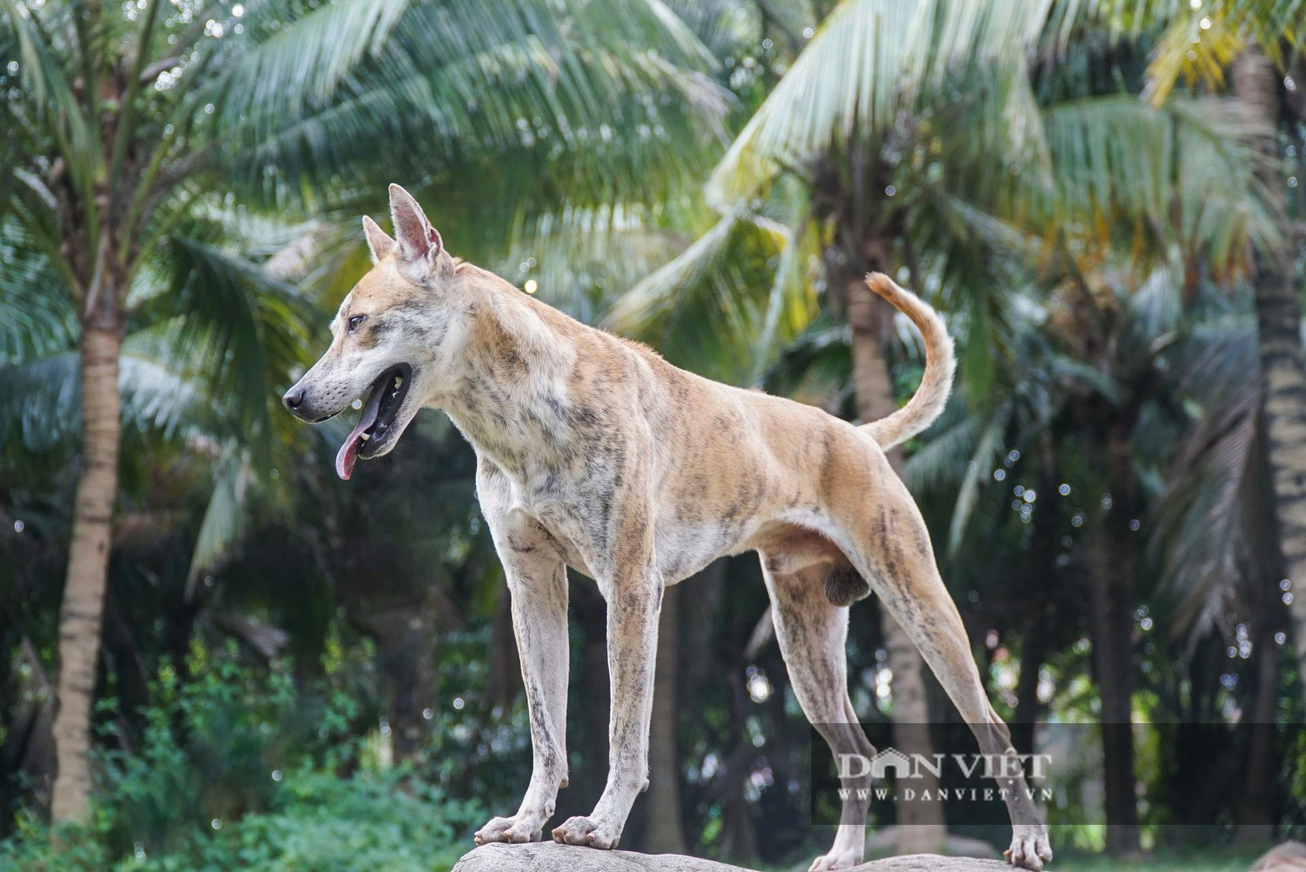 Chó Phú Quốc: Chó Phú Quốc là giống chó trung thành và thân thiện với con người nhất. Họ có bộ lông rực rỡ và rất dễ thương. Nếu bạn đang tìm kiếm sự yêu thương và sự chung thuỷ, hãy xem ảnh của chúng tôi để cảm nhận được giá trị của giống chó này.