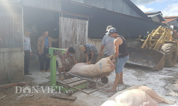 Lâm Đồng: Tiêu hủy hơn 100 con lợn dương tính với dịch tả lợn Châu Phi - Ảnh 1.