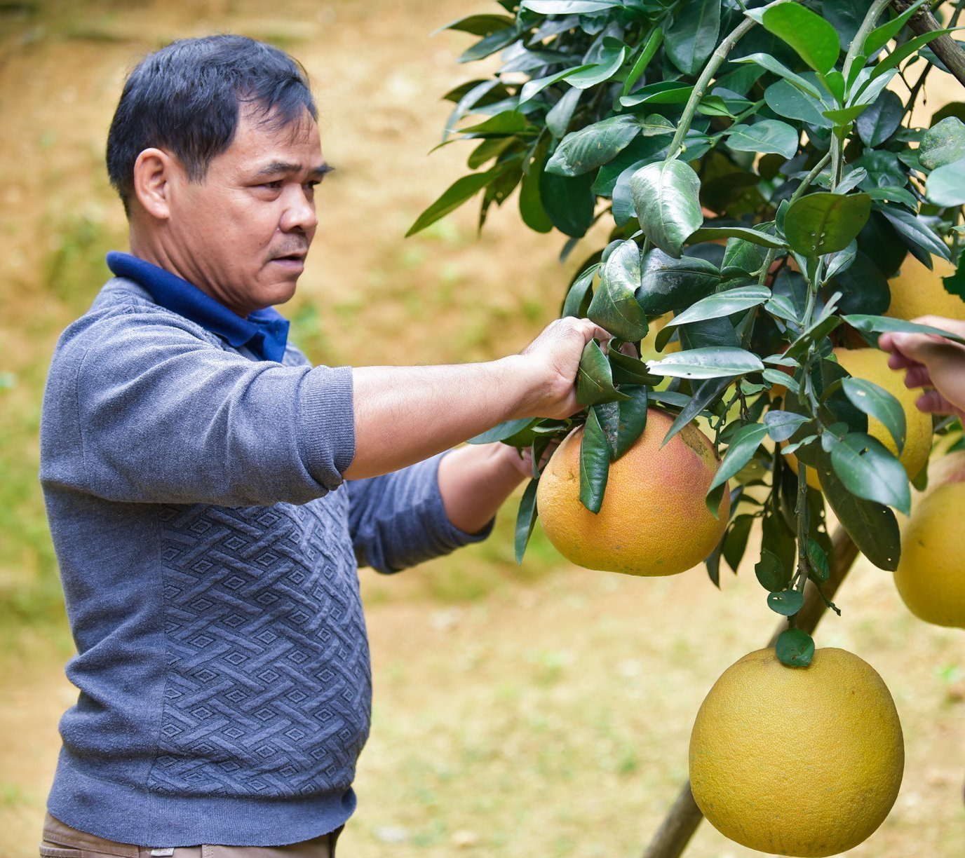 Thanh Hóa: Bưởi có vỏ và ruột đỏ au dùng để “tiến vua” được khách hàng săn lùng trước cả 2 tháng để chưng tết - Ảnh 2.